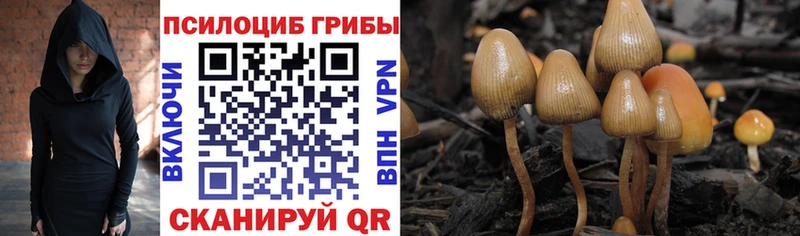 Псилоцибиновые грибы Cubensis  наркошоп  MEGA зеркало  Нестеров 